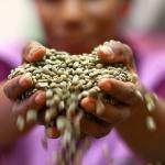 Food and Peace under COVID-19