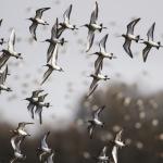 Bird paradise inspires environmental committee