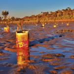 Restoring the mangroves of Western Port