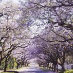 Applecross Jacaranda Festival