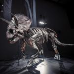 Night at the Museum