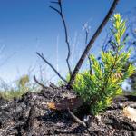 Bushfire Recovery