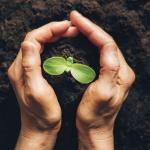 From Tiny Seeds Mighty Trees Grow