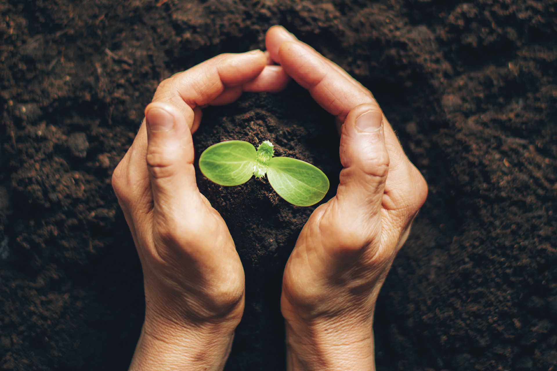 From Tiny Seeds Mighty Trees Grow • Rotary Down Under