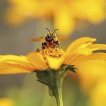 Bee champions creating a buzz