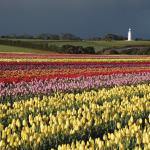 In Bloom