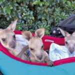 Rescuing wildlife in the Scenic Rim