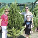 Christmas Tree Sales