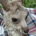 Rotary Club of SEQ Wildlife Rescue