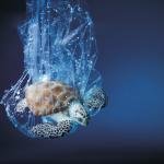Protecting our wildlife: a call to action