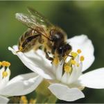 International Bee Rotary Fellowship
