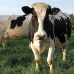 $1M lifeline for NSW dairy farmers
