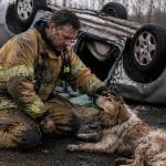 Bridging the gap in animal emergency response